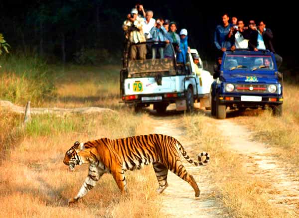 Wildlife Tours in India